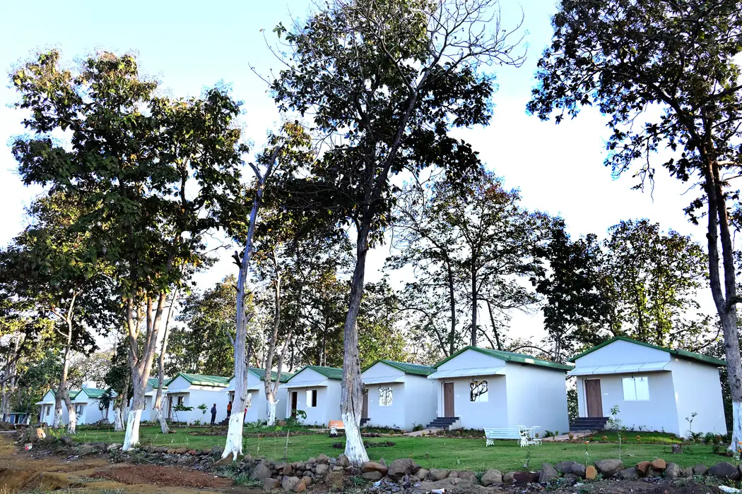 Line of white cottages under tall trees in the sun
