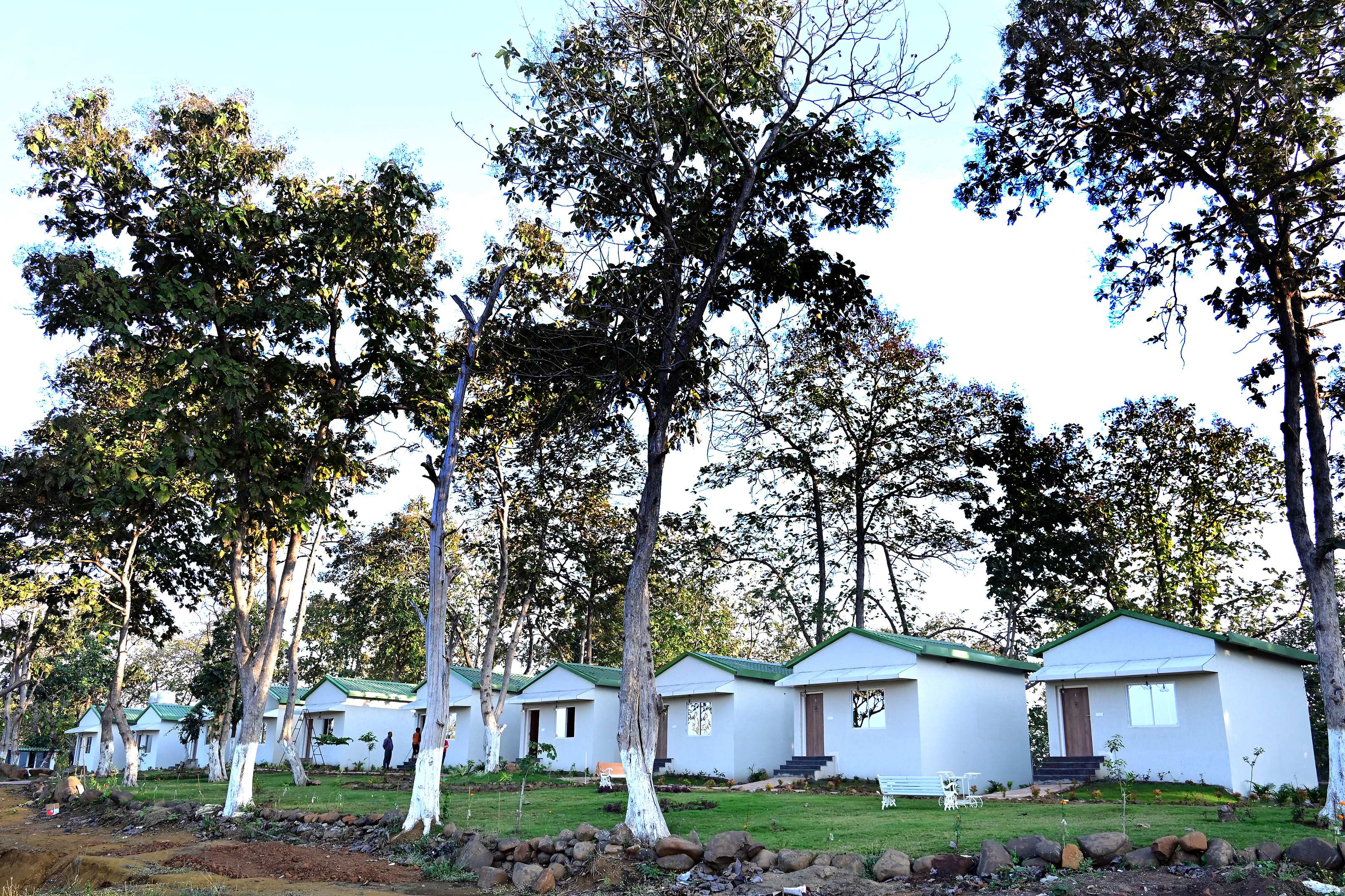 Line of white cottages under tall trees in the sun