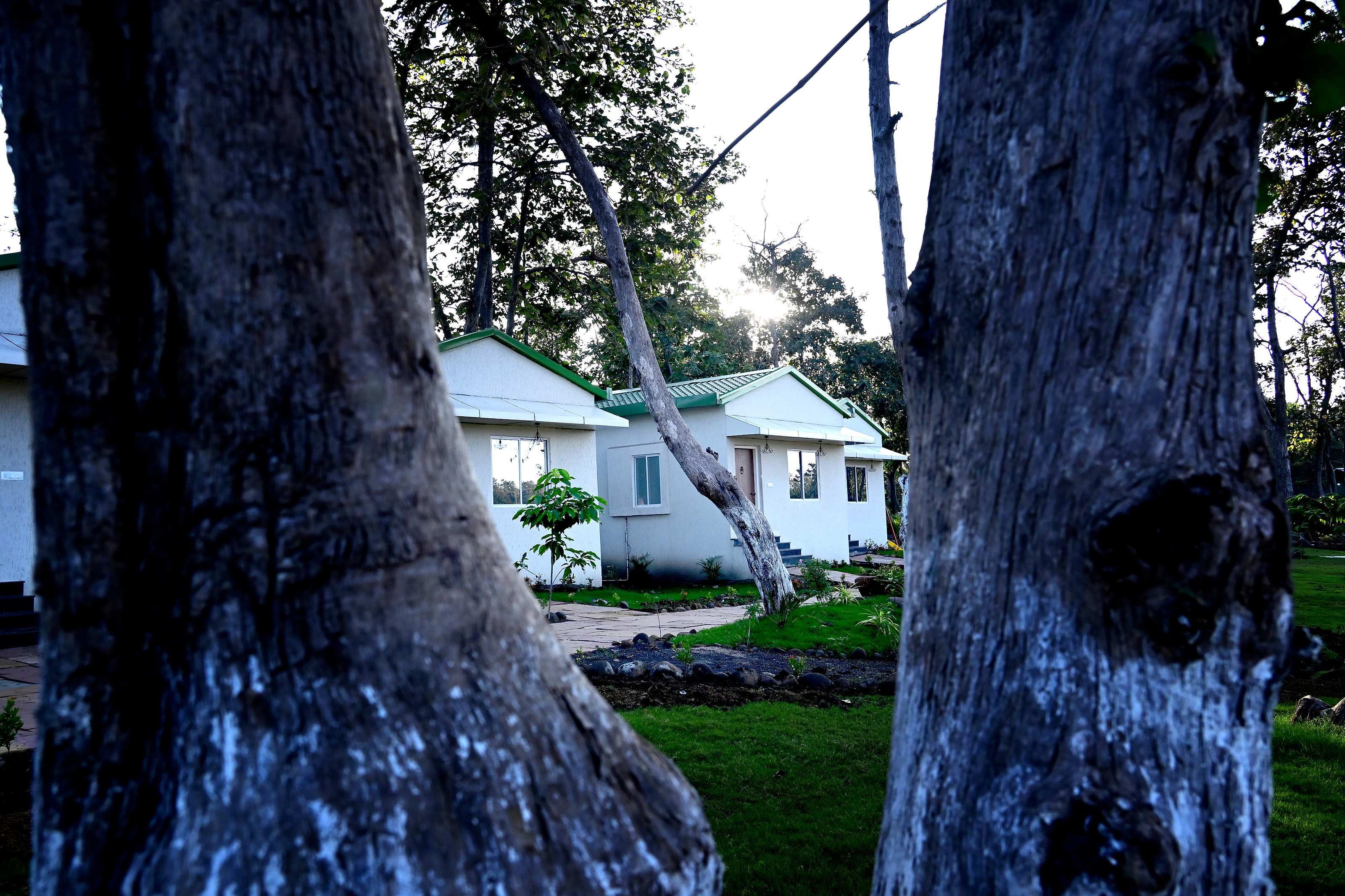 Cottages seen between two large tree trunks, with lawn in the foreground