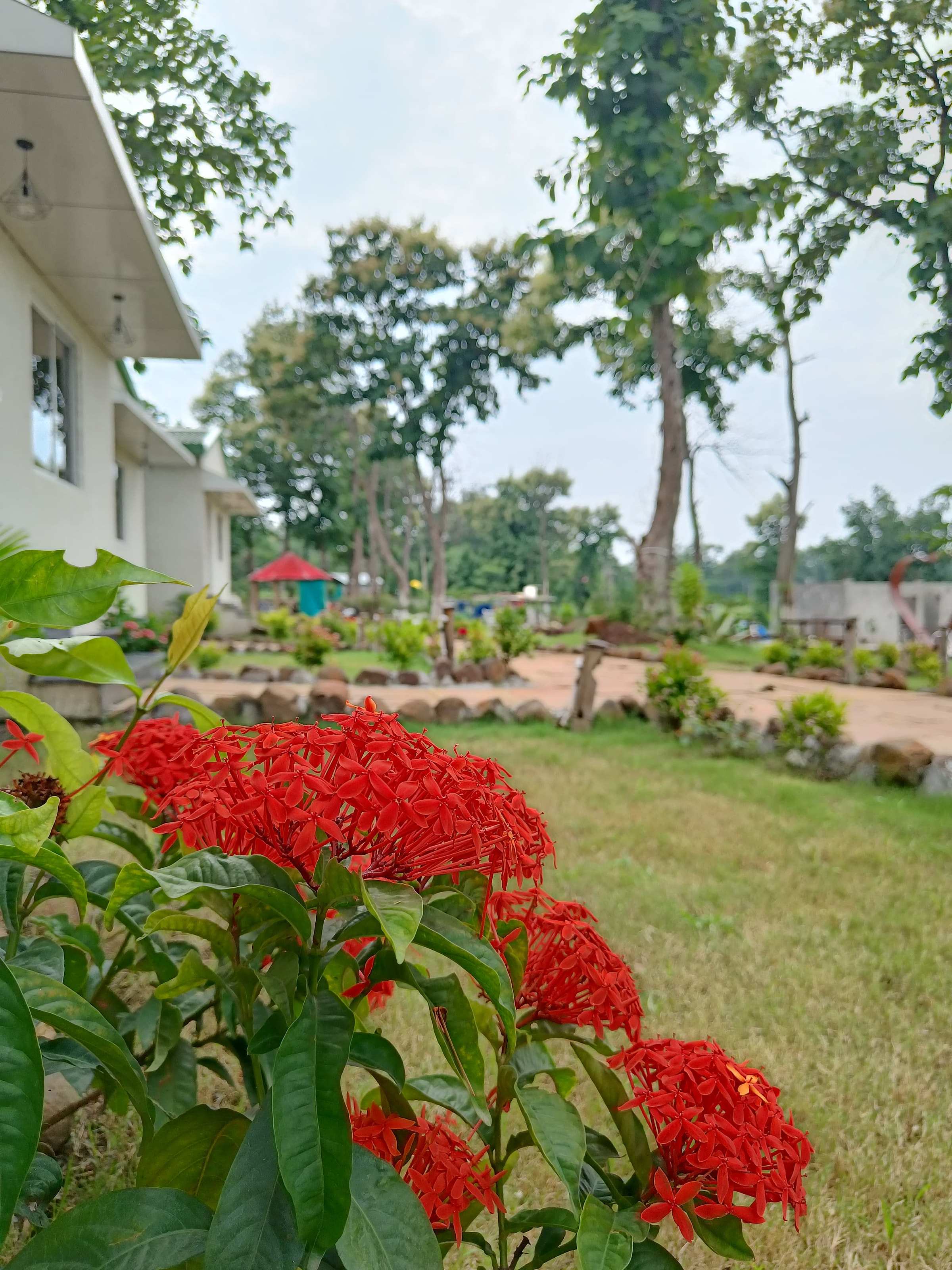 Red ixora flowers in the garden with cottages and trees behind