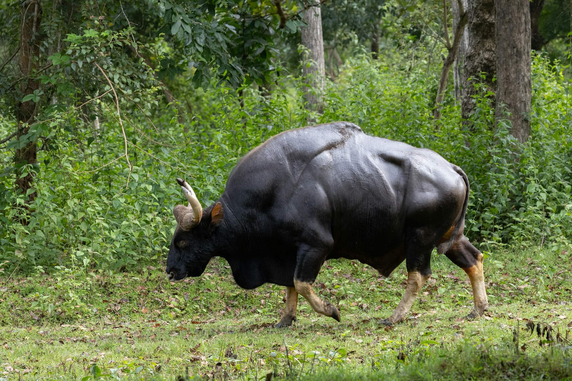 A gaur, the Indian bison, walking through a forest clearing