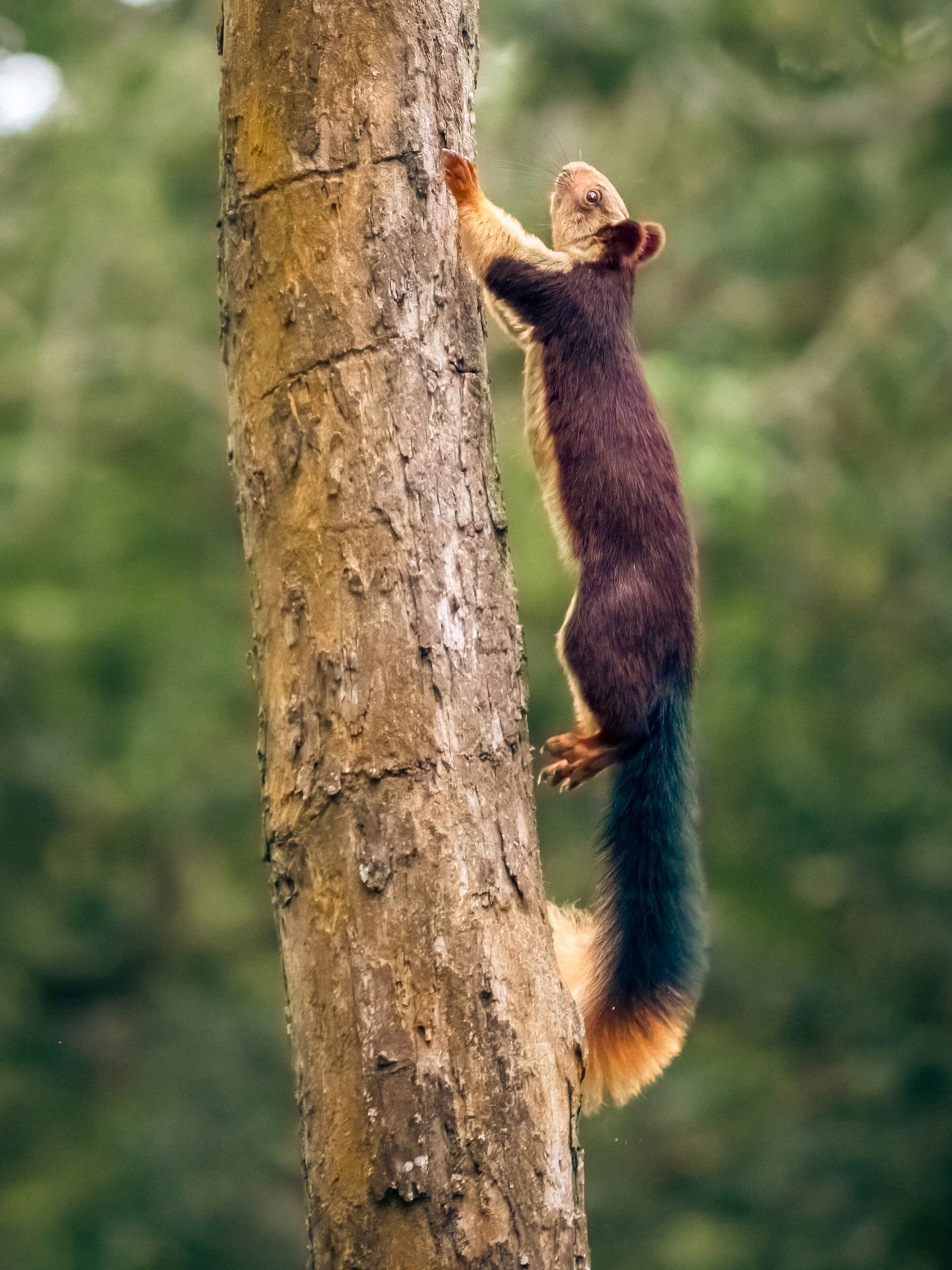An Indian giant squirrel climbing a tree trunk