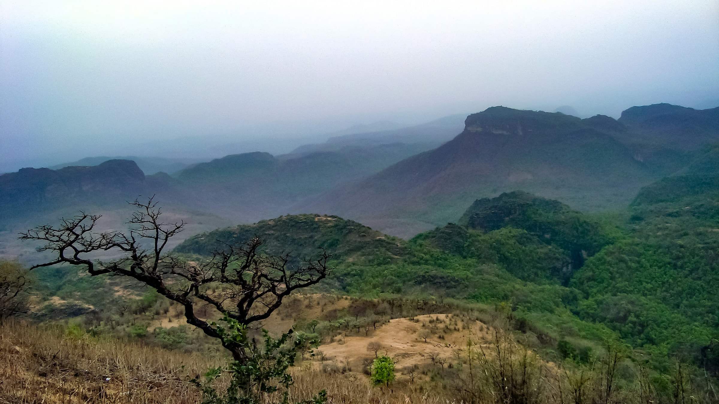 Forested Satpura hills seen from a viewpoint in Pachmarhi, with a lone tree in front