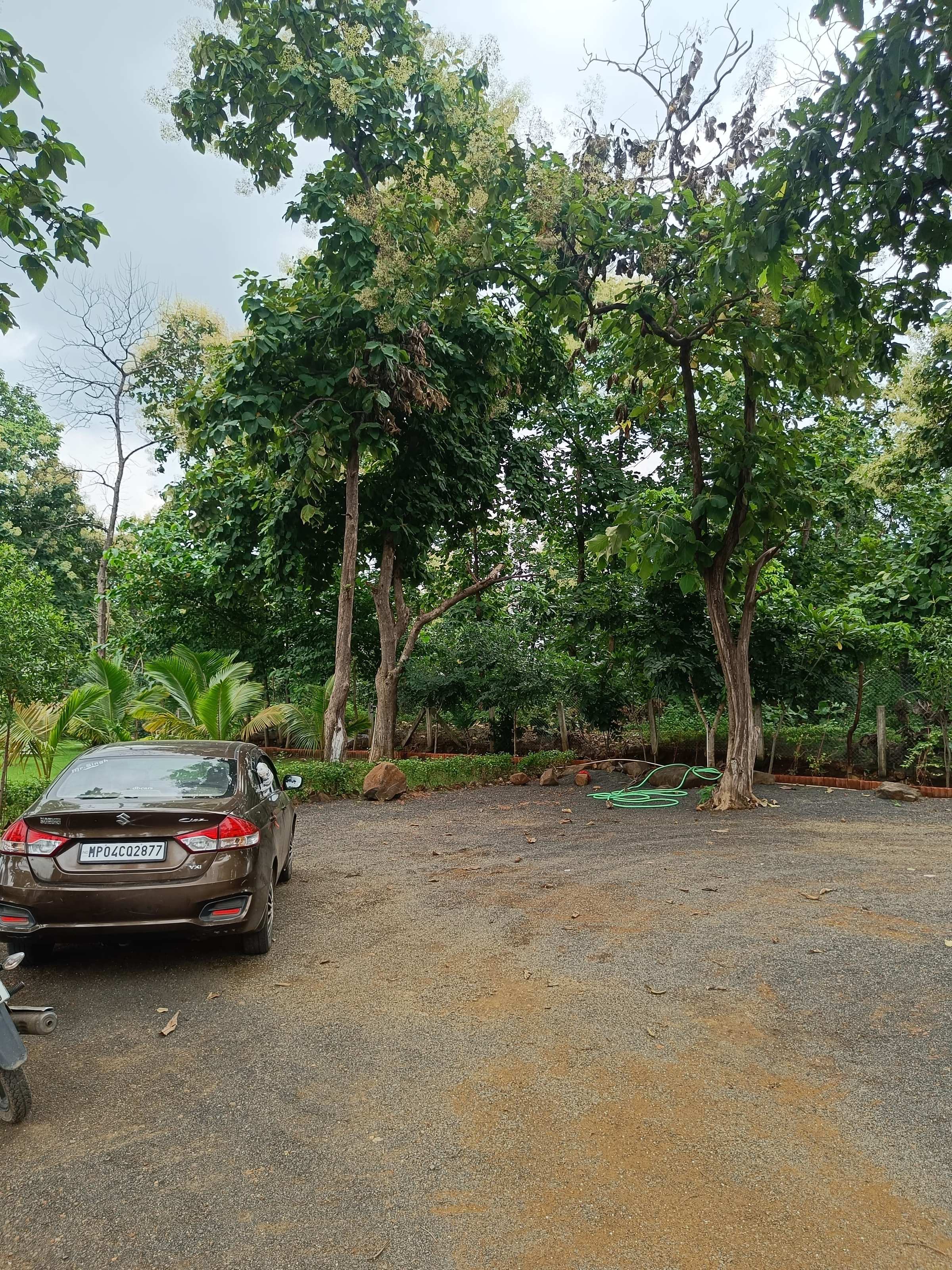 Gravel parking area inside the resort, shaded by tall trees, with a car parked