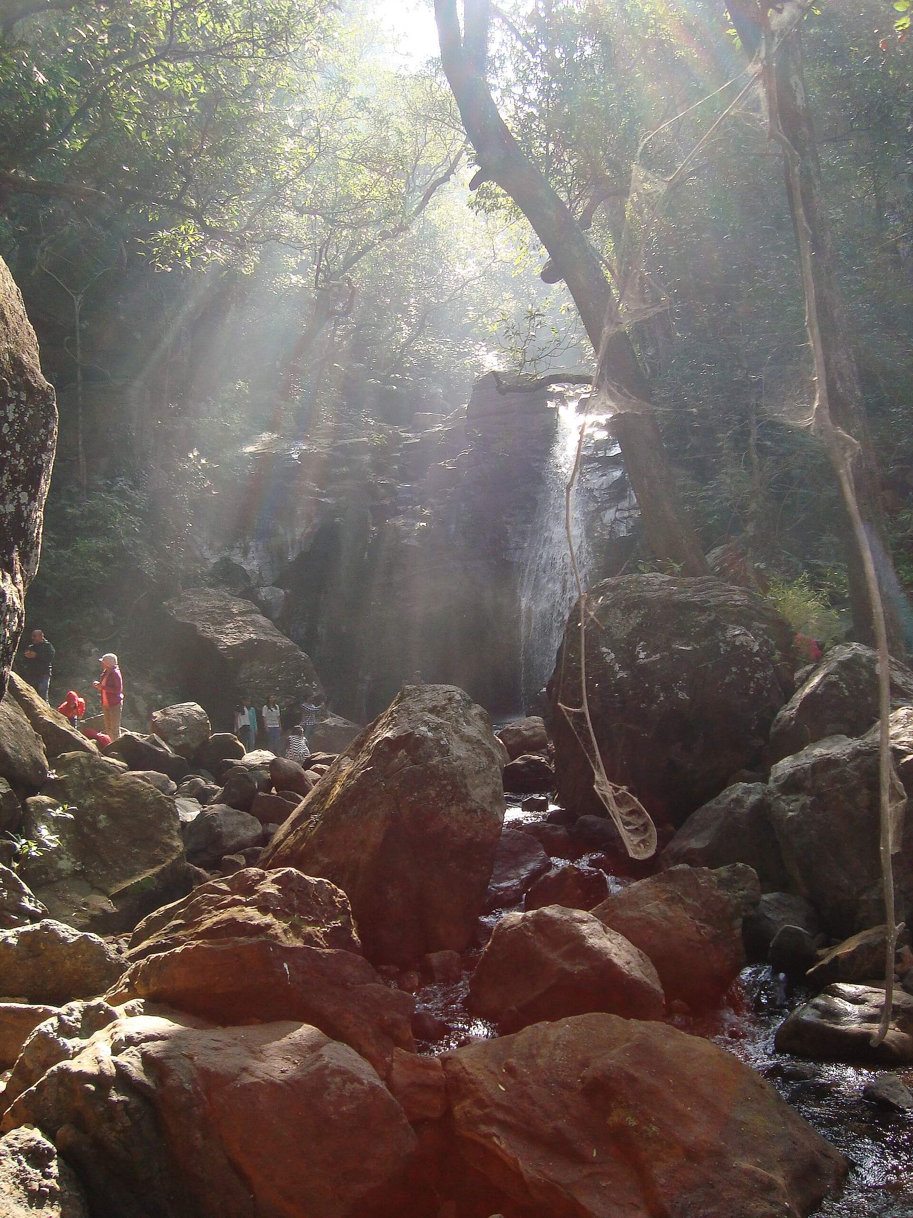 Duchess Fall in the forest with sunlight streaming through the trees