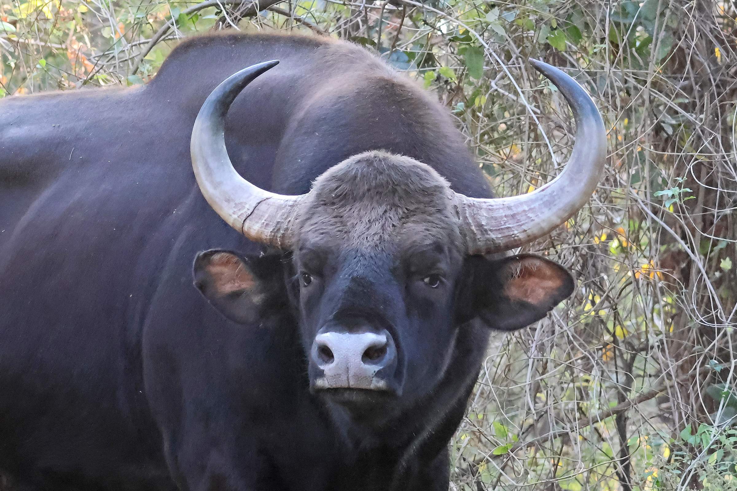 A gaur, the Indian bison, in Satpura National Park