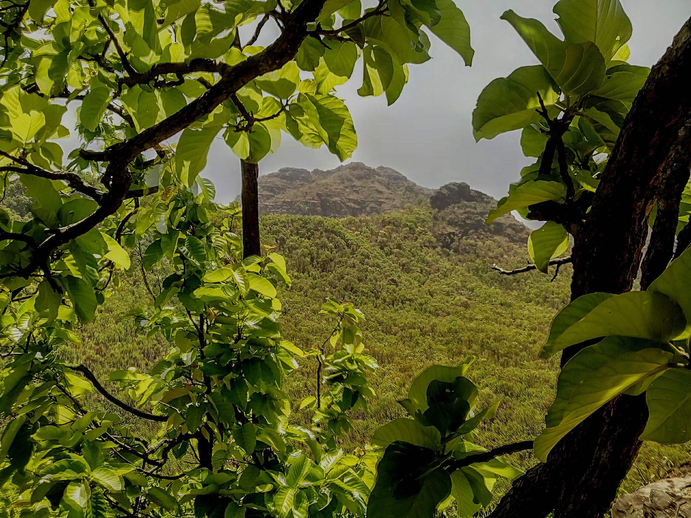 The view over forested hills from Priyadarshini Point, framed by leaves