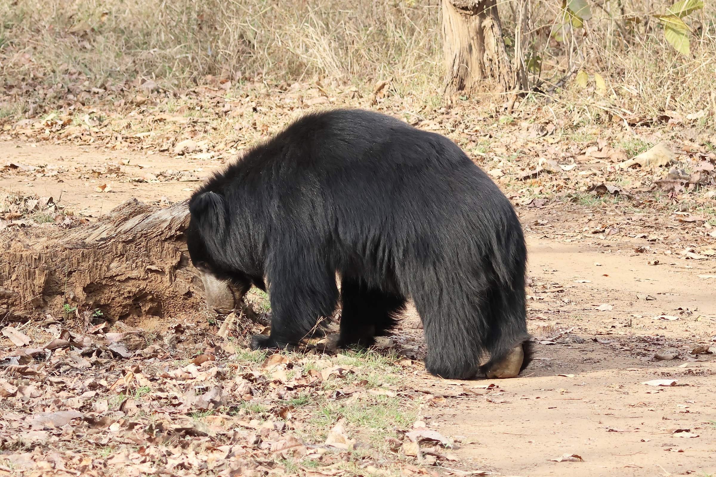 A sloth bear foraging in Satpura National Park