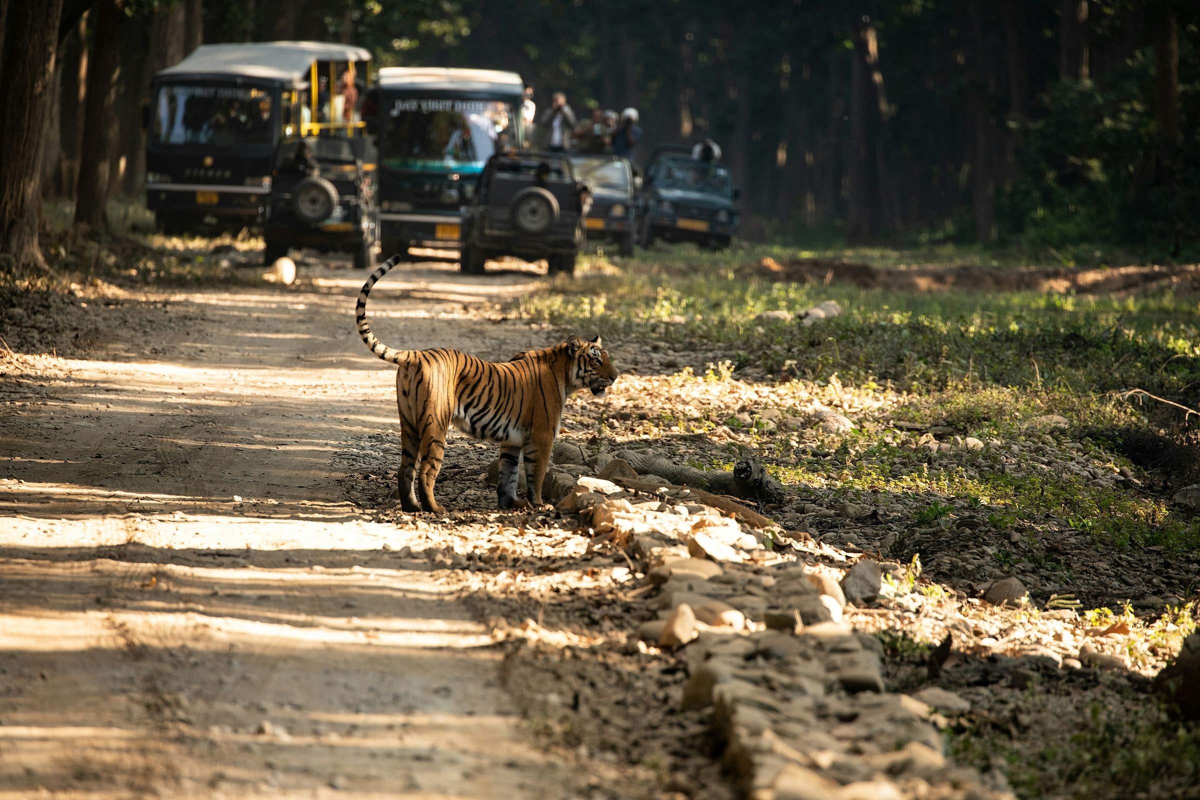 A tiger crossing a forest track in front of safari gypsies