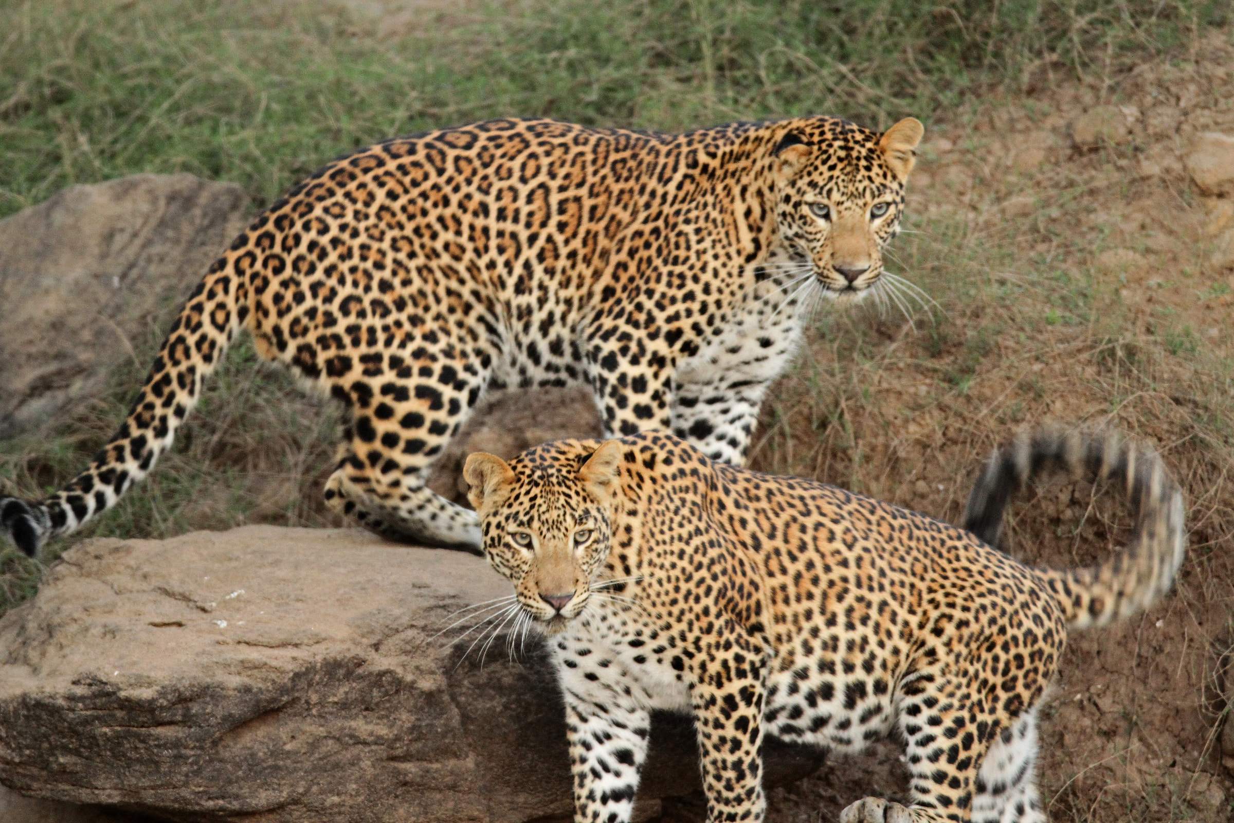 Two leopards on a rock in Satpura National Park