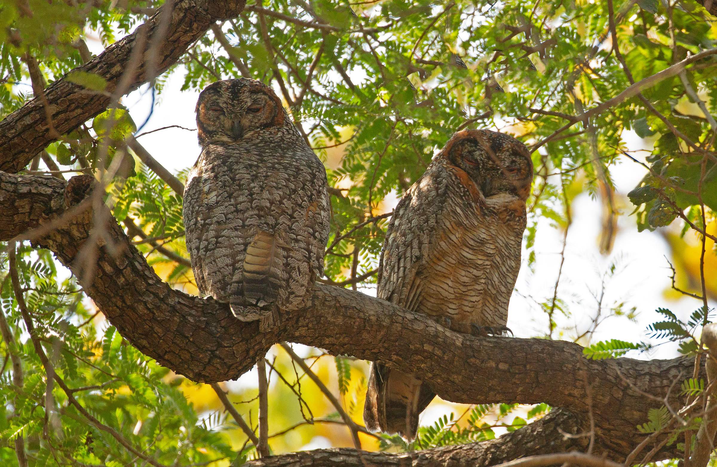 A pair of mottled wood owls on a branch in Satpura National Park
