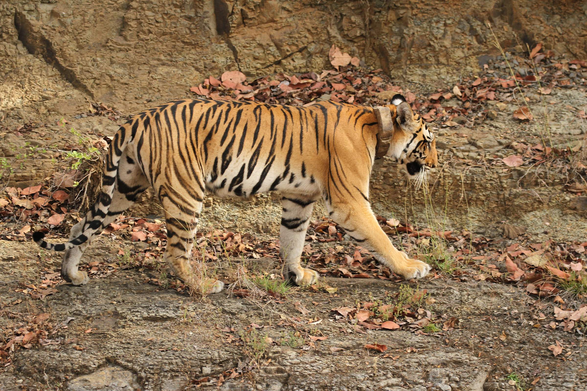 A tiger walking through dry leaves in Satpura National Park