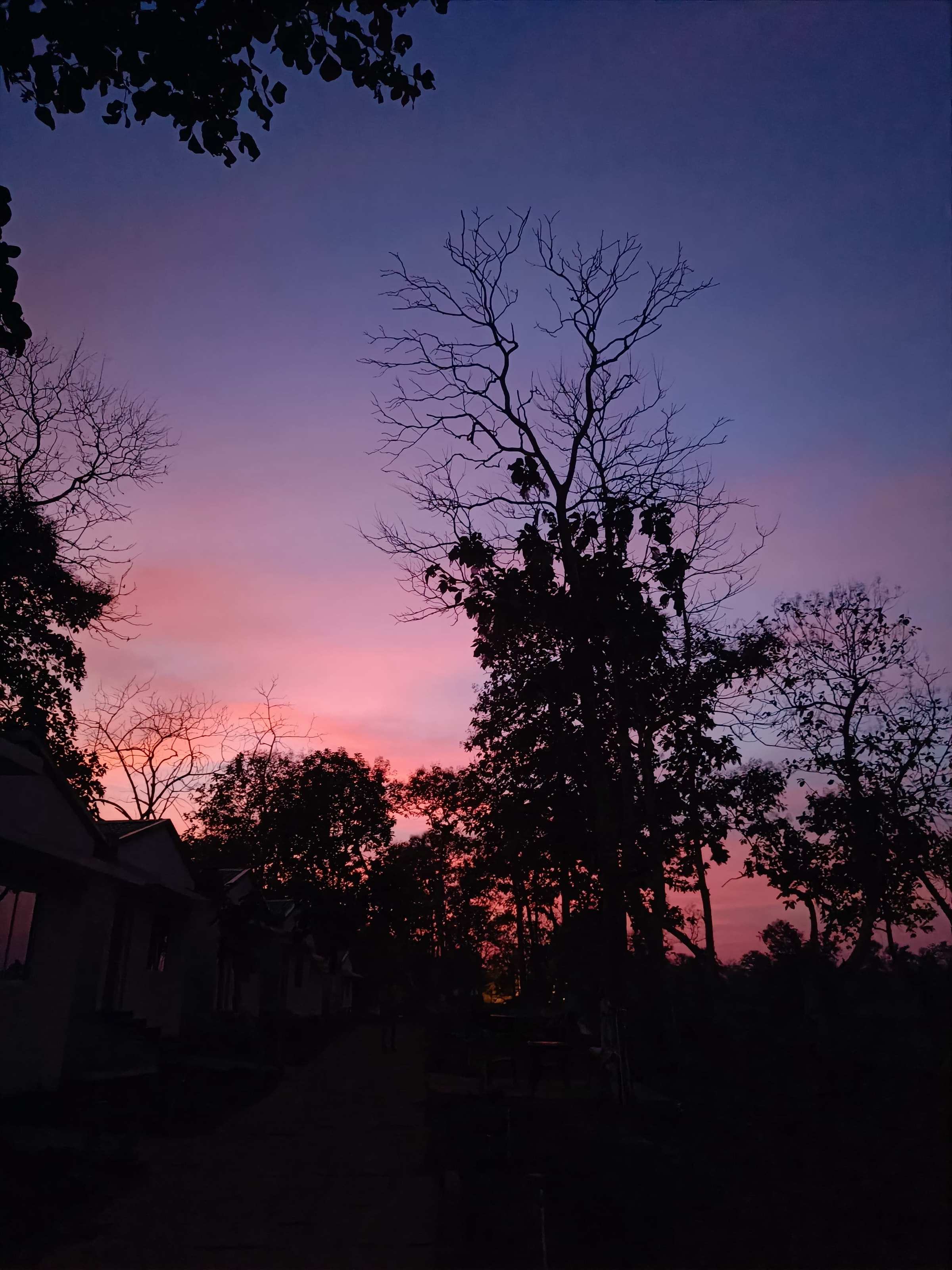 Bare trees silhouetted against a red and violet sunset sky