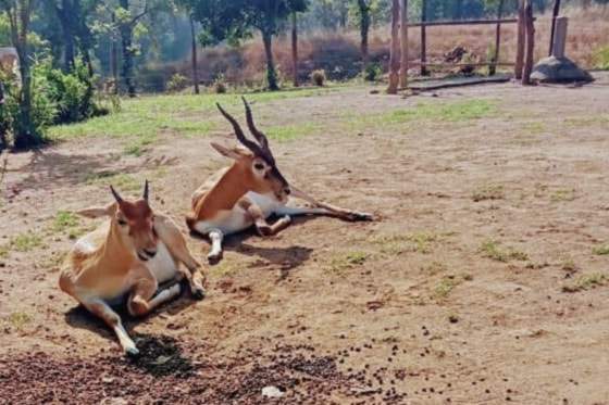 A pair of blackbuck resting on open ground