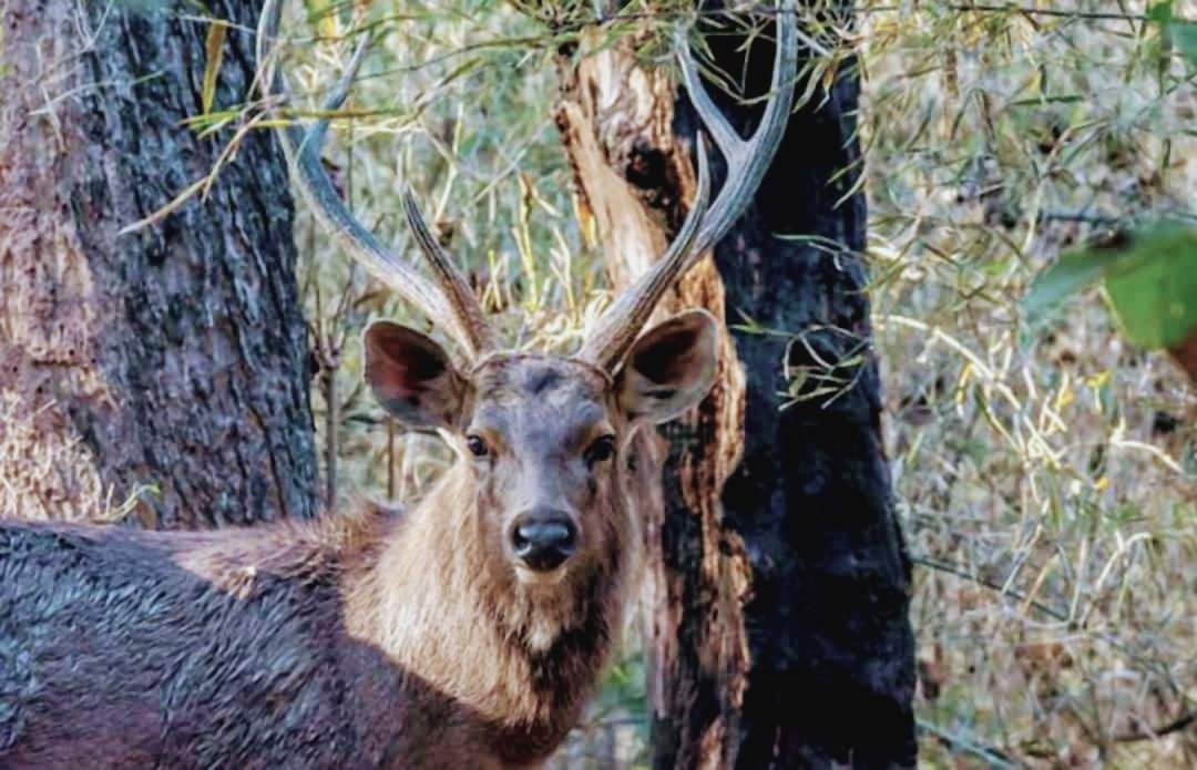 A sambar stag with tall antlers looking out from between tree trunks