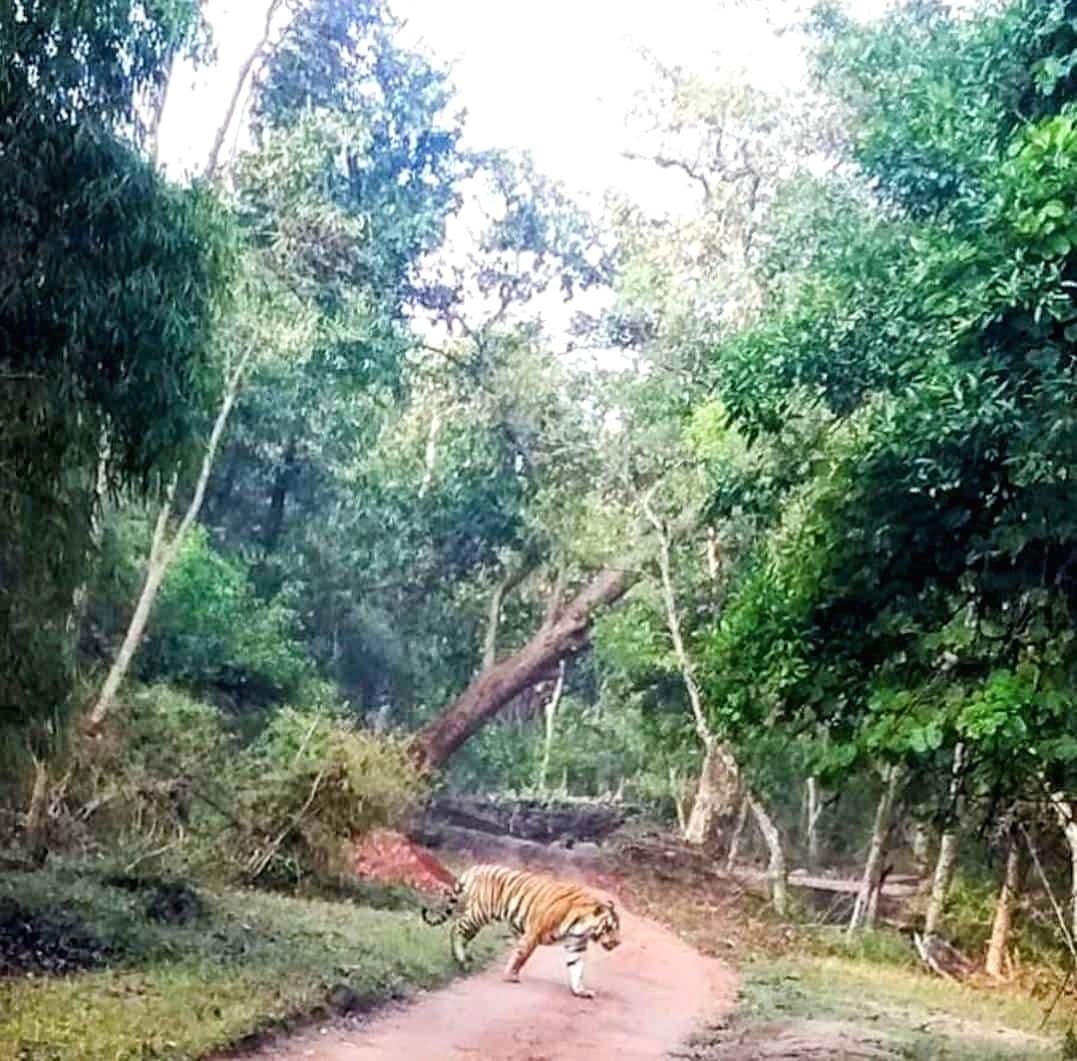 A tiger crossing a red-earth forest track in Satpura